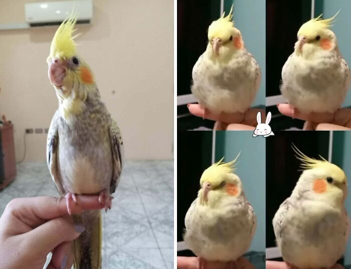 Cockatiel perched on a finger showing transformation with different feather positions, highlighting bird life changes.