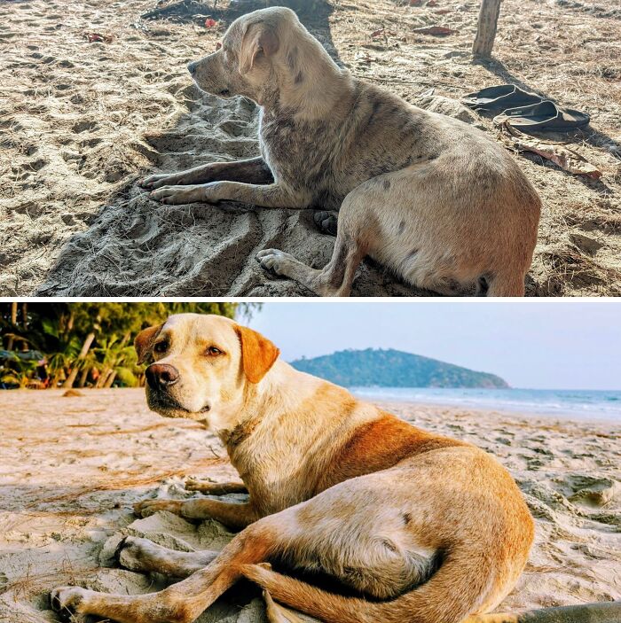 Stray dog transformation on the beach showing before and after life-changing improvement and care.