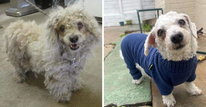 Before and after pet grooming transformation showing a dog’s life-changing makeover and improved appearance.