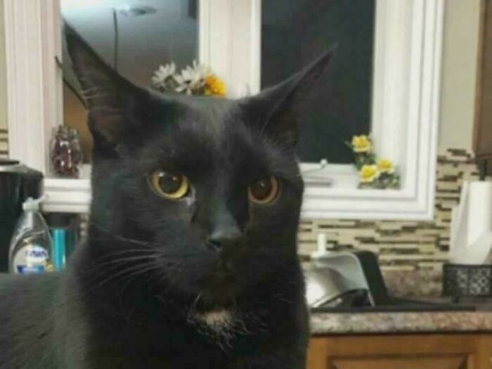 Black cat with yellow eyes sitting in a kitchen, illustrating inspiring facts that are better than watching the news.