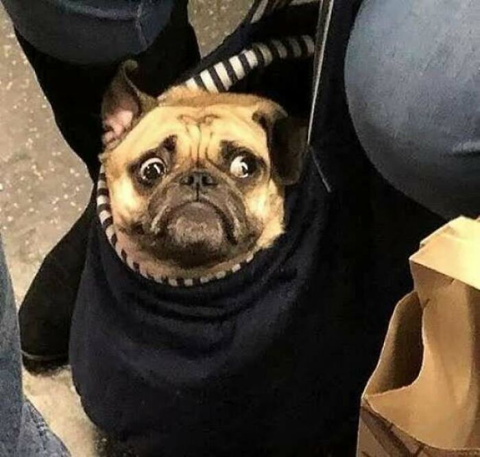 Pug with wide eyes wrapped in a striped black hoodie, creating a humorous and inspiring fact moment better than watching the news.