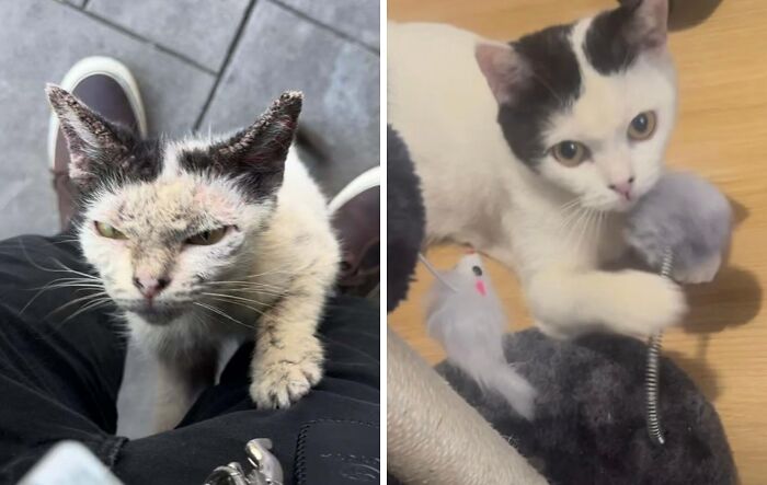 Before and after photos of a cat showing a life-changing transformation improving its health and appearance significantly.