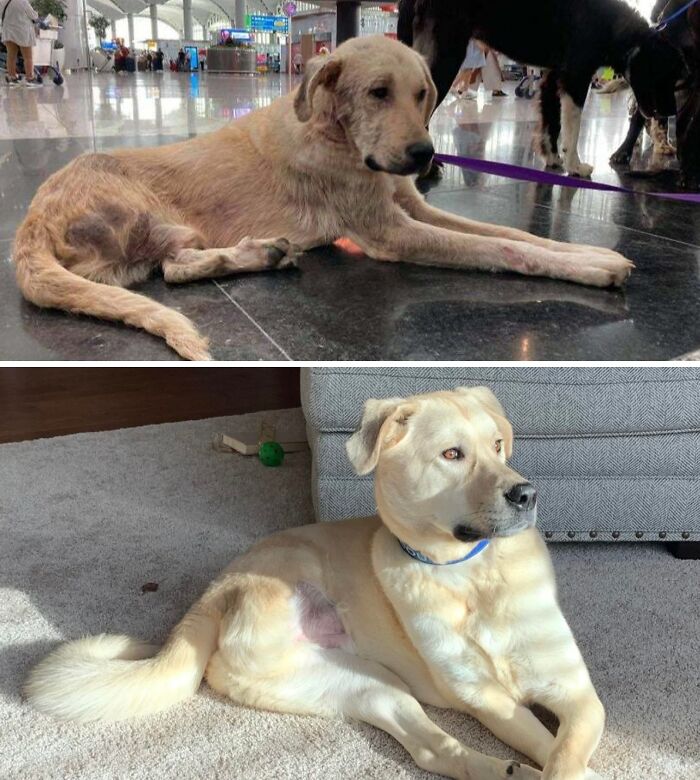 Before and after dog transformation showing a life-changing pet makeover with improved health and appearance.