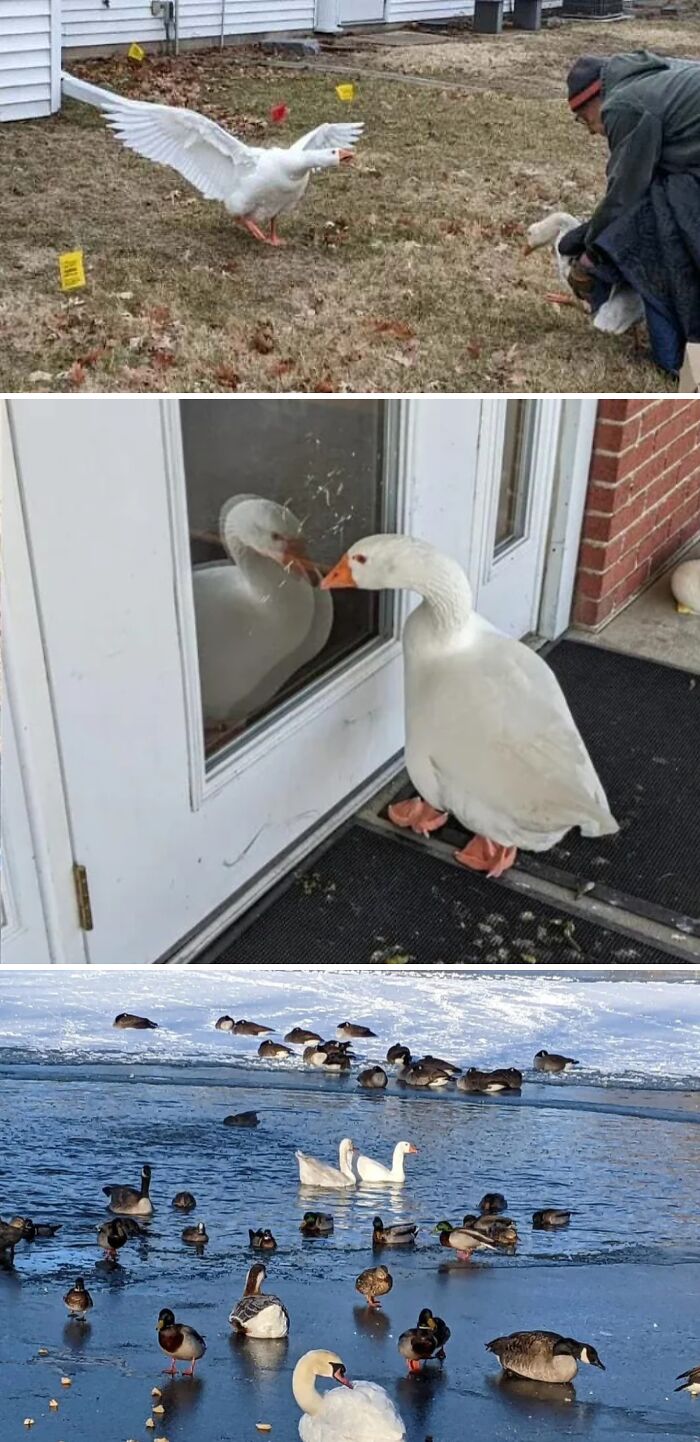 Goose spreading wings in yard, goose looking at its reflection on door, and birds gathered on icy water scene.