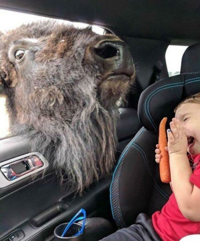 Buffalo leaning into car window near laughing child holding a carrot, capturing the split second before disaster hits hilariously.