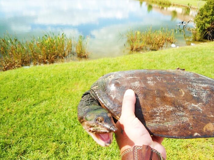 Man holding a snapping turtle by a lakeside capturing the split second before disaster hits in a hilarious moment