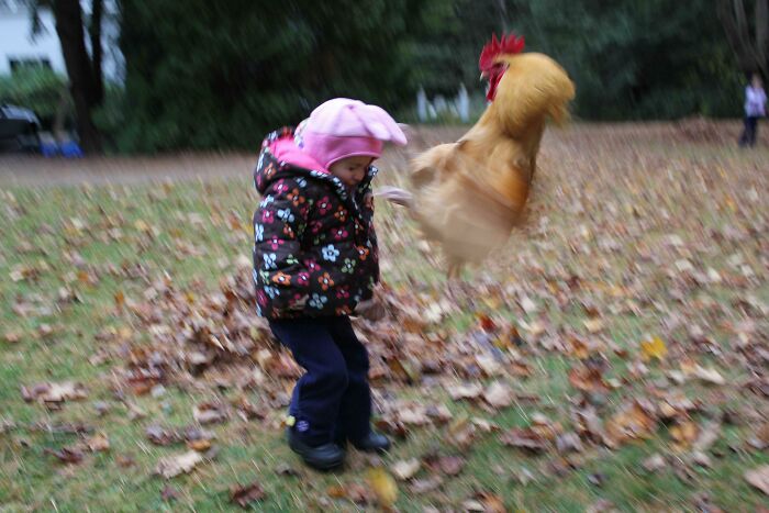Child recoiling as a rooster jumps in the split second before disaster hits in a humorous outdoor moment.