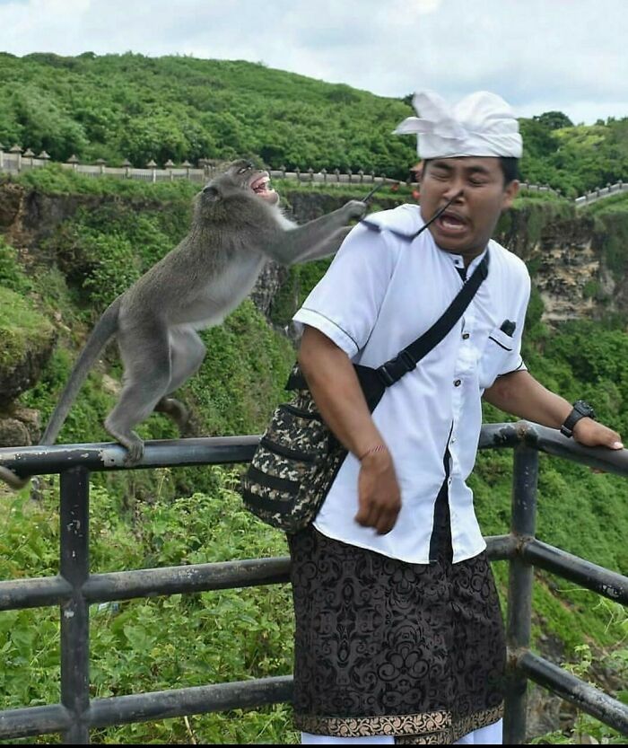 Monkey grabbing a man's glasses moments before disaster, captured in a perfect picture seconds before the rope broke.