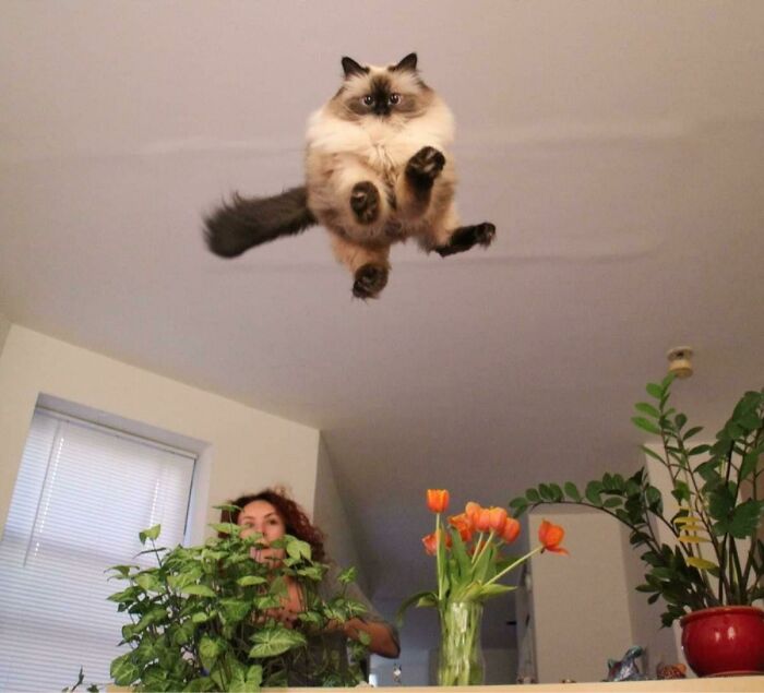 Cat caught mid-air in a hilarious split second before disaster with plants and a surprised person below.