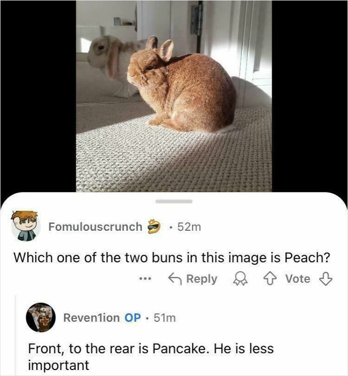 Two rabbits sitting on a carpet with a humorous comment thread showing funny interaction and witty comments