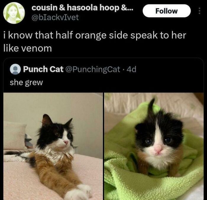 Funny social media comments about a growing cat with black and orange fur, showing humor better than the original post.