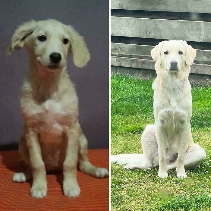 Before and after transformation of a golden retriever puppy growing into a mature dog, showing life-changing growth progress.