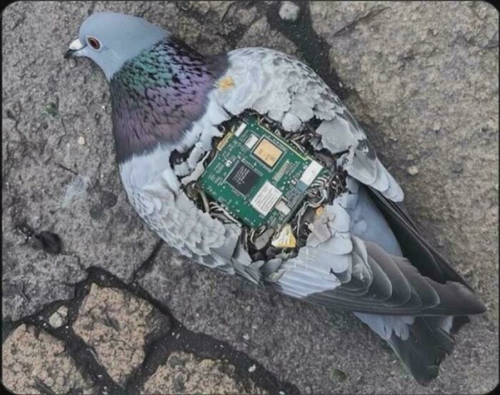 Pigeon with exposed electronic circuit board inside its body, illustrating painful mishandling of electronics and soldering mistakes.