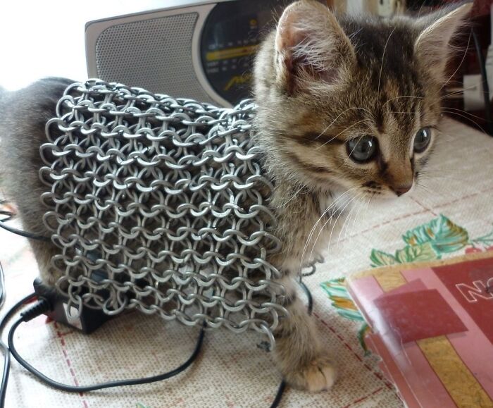 Kitten wearing miniature medieval chainmail, illustrating the charm of medieval cats and human fascination with cats.