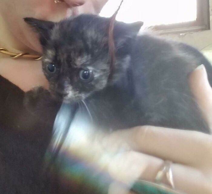Small black kitten being gently held showing the timeless charm of medieval cats and human fascination.