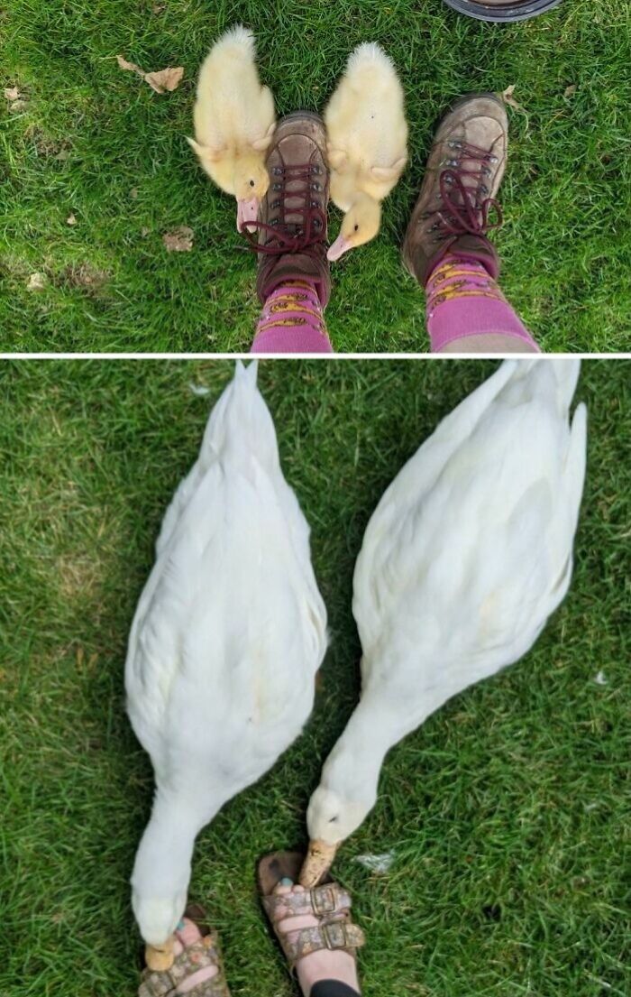 Two images showing duck transformations with ducks near people’s feet on green grass in different life stages.
