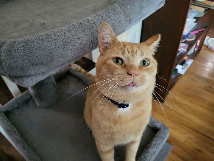 Orange tabby cat with green eyes wearing a collar on a gray cat tree, one of the adorable adopted animals this month.