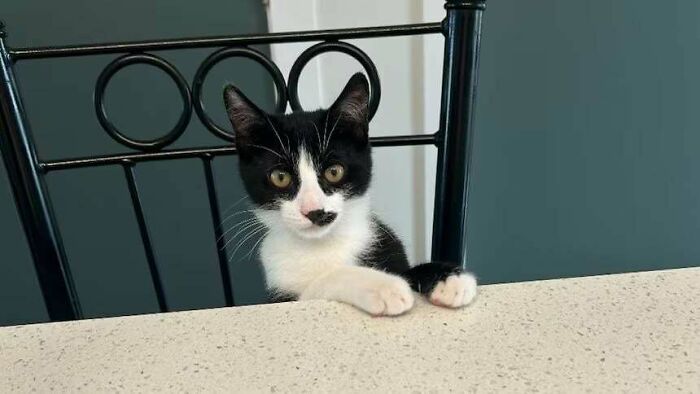 Black and white adopted cat sitting on a chair behind a table, showcasing adorable rescued animals this month.