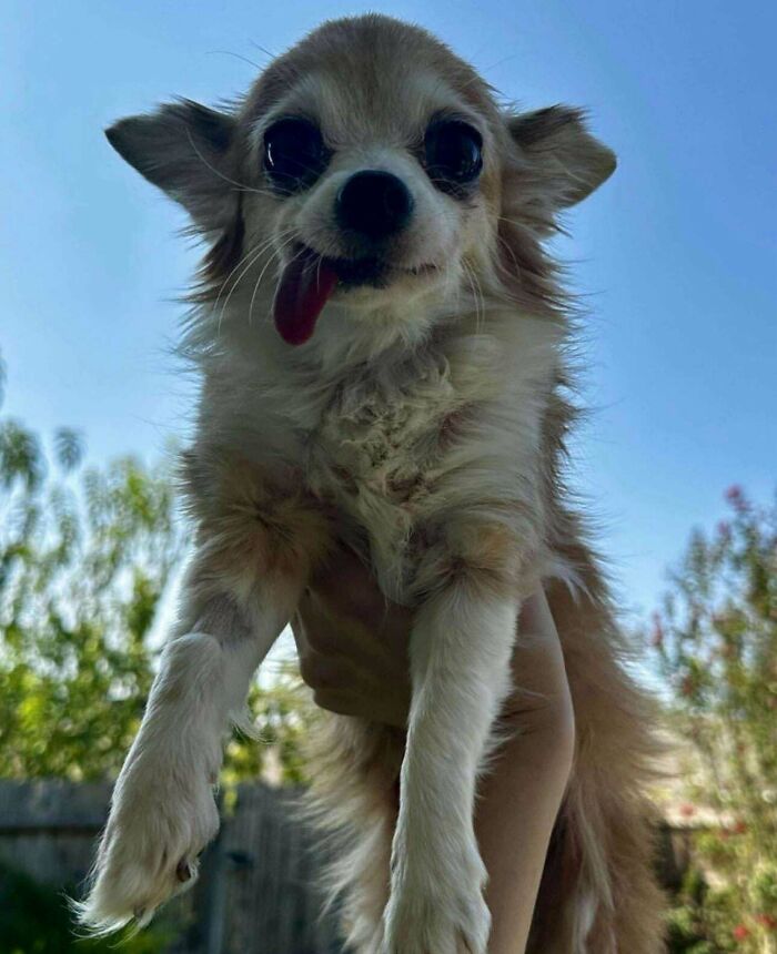 Small adopted dog with tongue out being held up outdoors on a sunny day, representing adorable adopted animals.