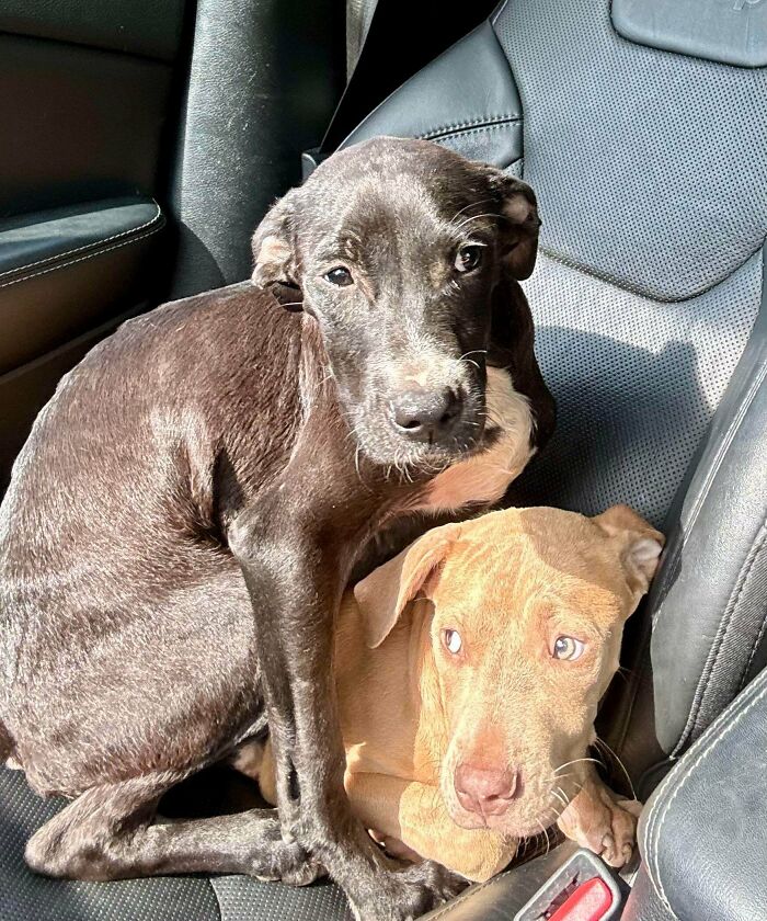Two adorable adopted puppies sitting together on a car seat, showcasing rescued animals bonding with humans.
