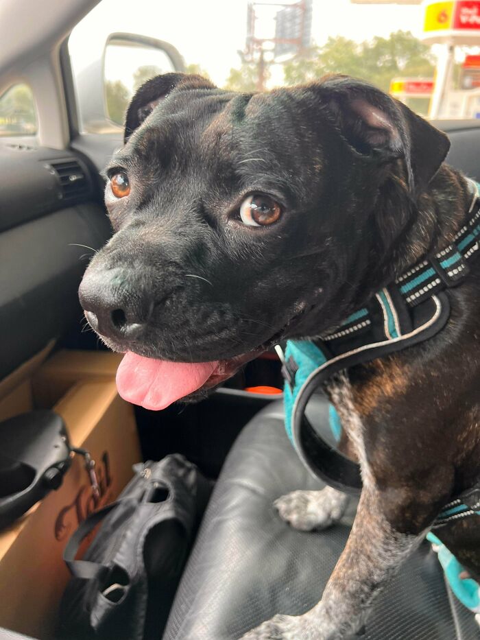 Adopted black and brindle dog with a harness sitting inside a car, showcasing adorable rescued animals this month.