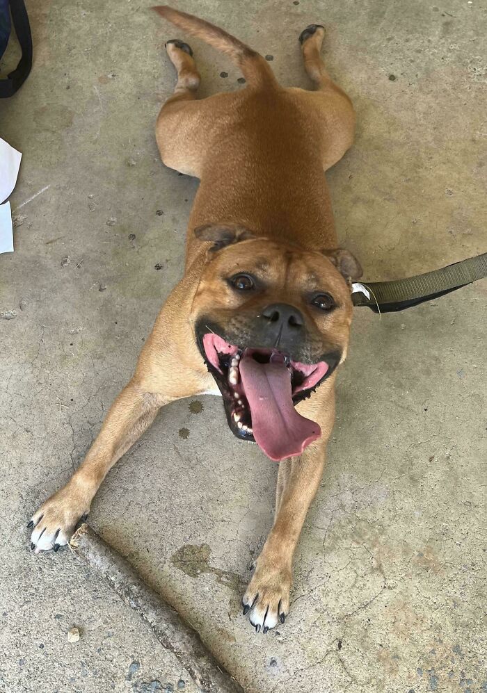 Happy adopted dog lying on concrete floor with tongue out and leash attached, showcasing adorable rescued animals.