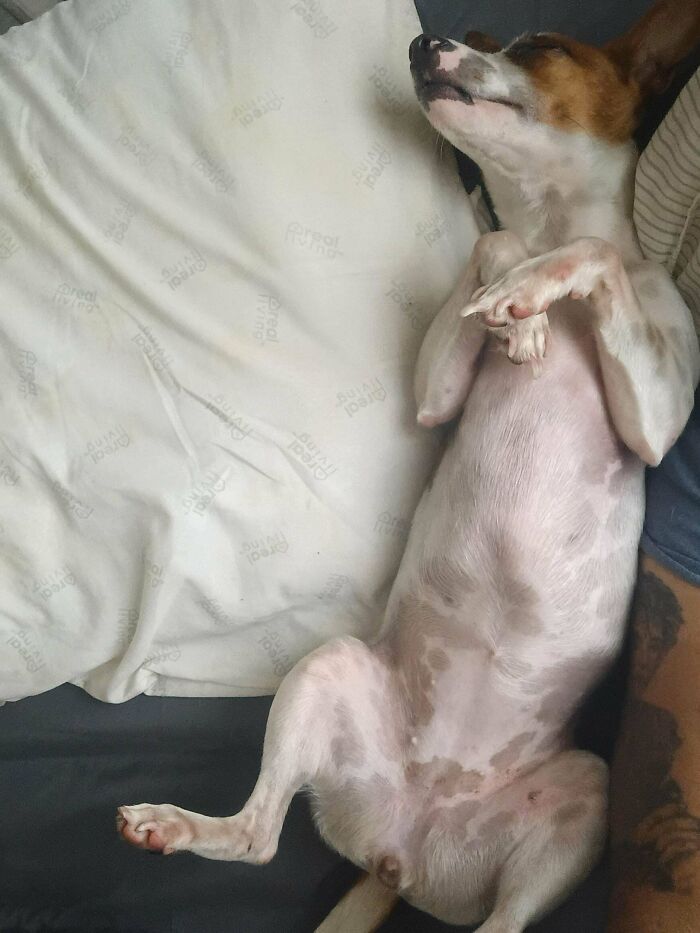 Small adopted dog lying on its back resting beside a person, showcasing adorable adopted animals rescued this month.