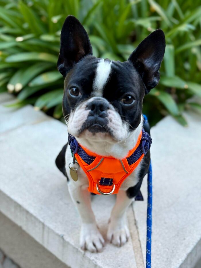 Small black and white adopted dog wearing an orange harness and blue leash sitting outdoors near green plants.
