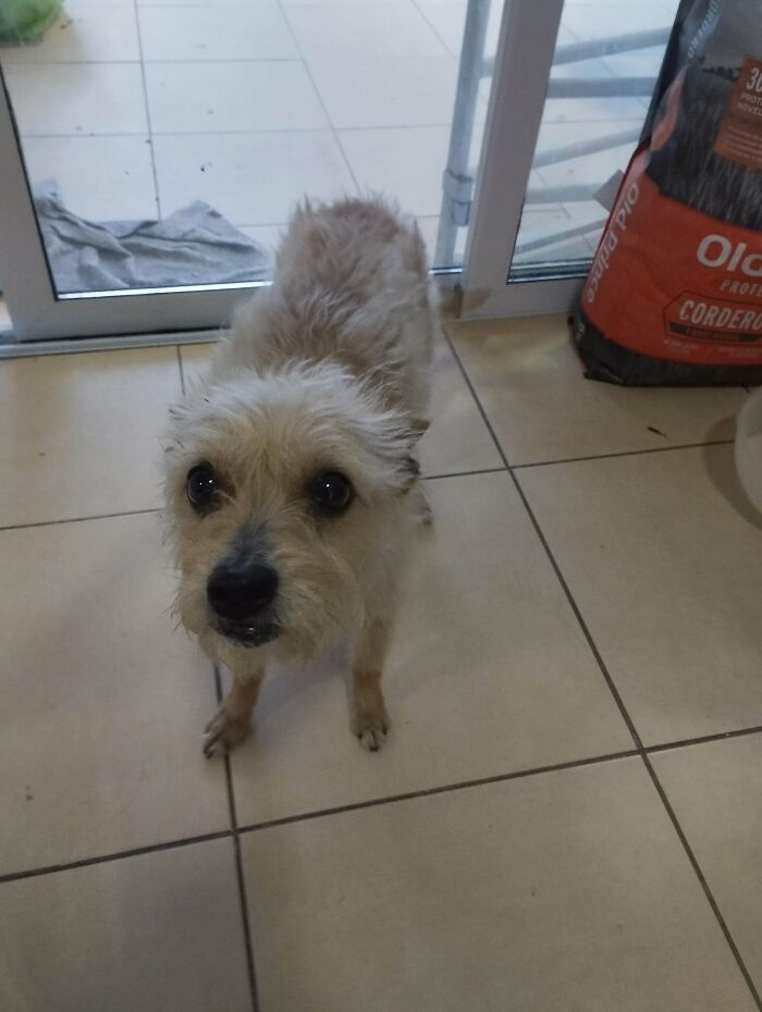 Small adopted dog with scruffy light fur standing on tiled floor near glass door, showing loyal and curious expression.