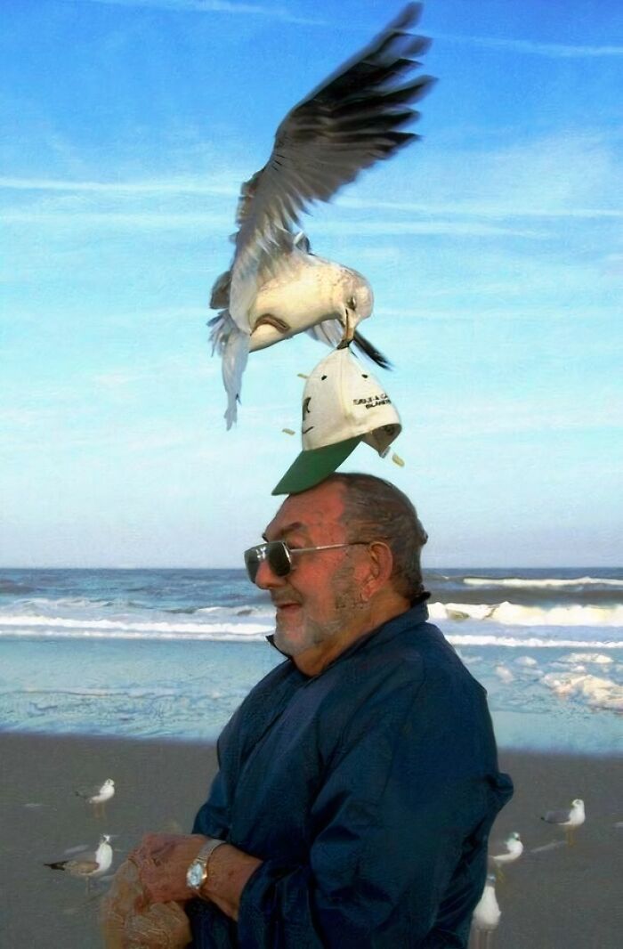 Seagull about to drop a bag of food on a man’s head at the beach, capturing the split second before disaster.