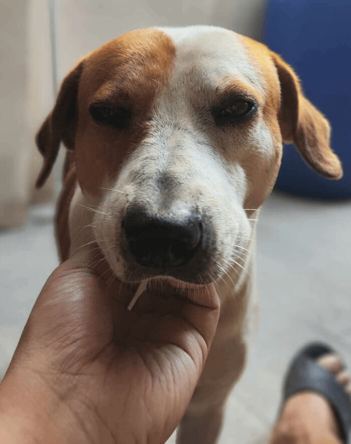 Close-up of an adorable adopted dog being gently held, showcasing the bond between adopted animals and their humans.
