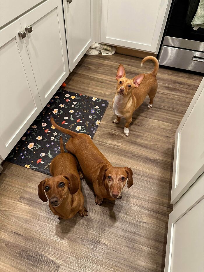 Three adorable adopted dogs looking up attentively in a kitchen with wood floors and white cabinets.