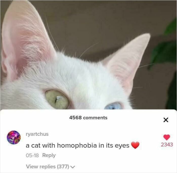 Close-up of a cat with heterochromia eyes showing humorous comment from social media with many likes and replies.
