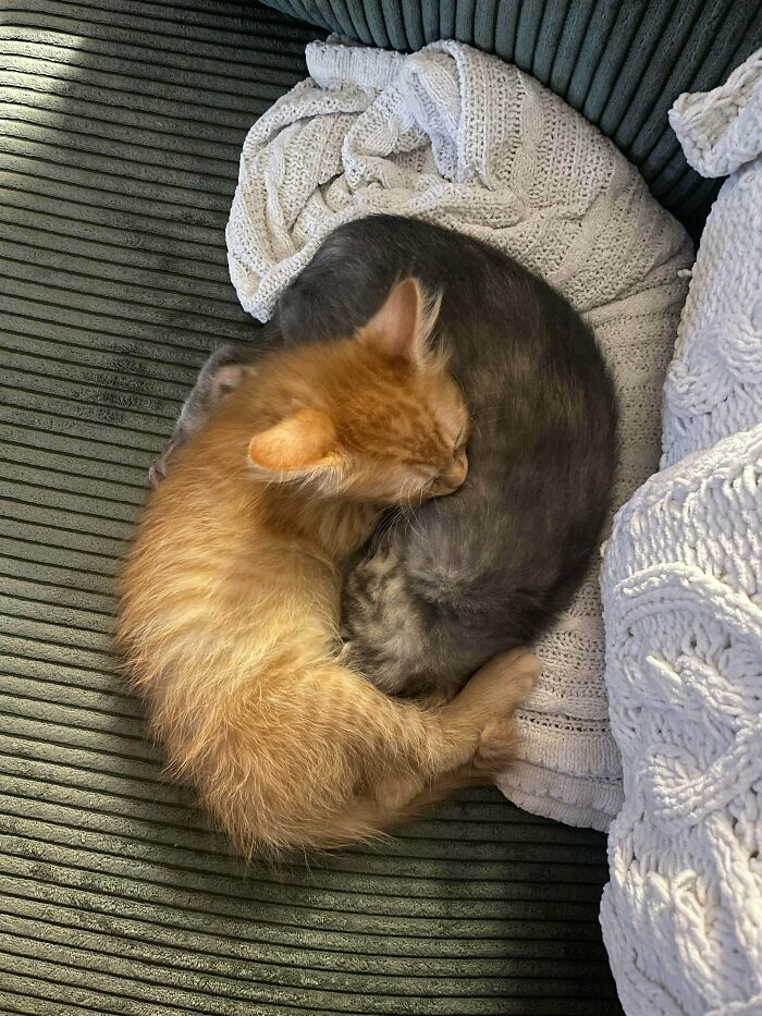 Two adorable adopted animals, a ginger and a gray kitten, cuddling on a cozy blanket on a couch.