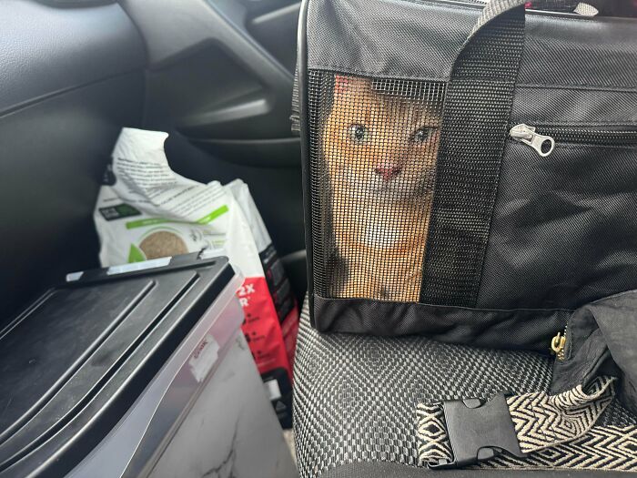 Adopted orange cat sitting inside a black mesh pet carrier on a car seat with supplies around, rescue animal travel.