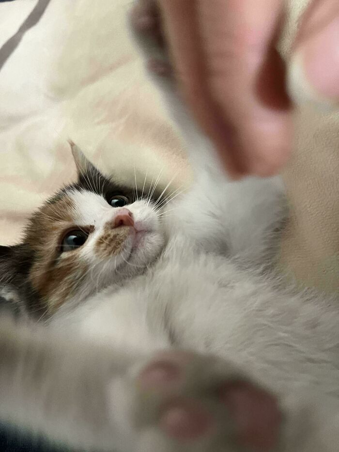 Close-up of an adorable adopted kitten playing and reaching out, one of the rescued animals bringing joy to their humans.