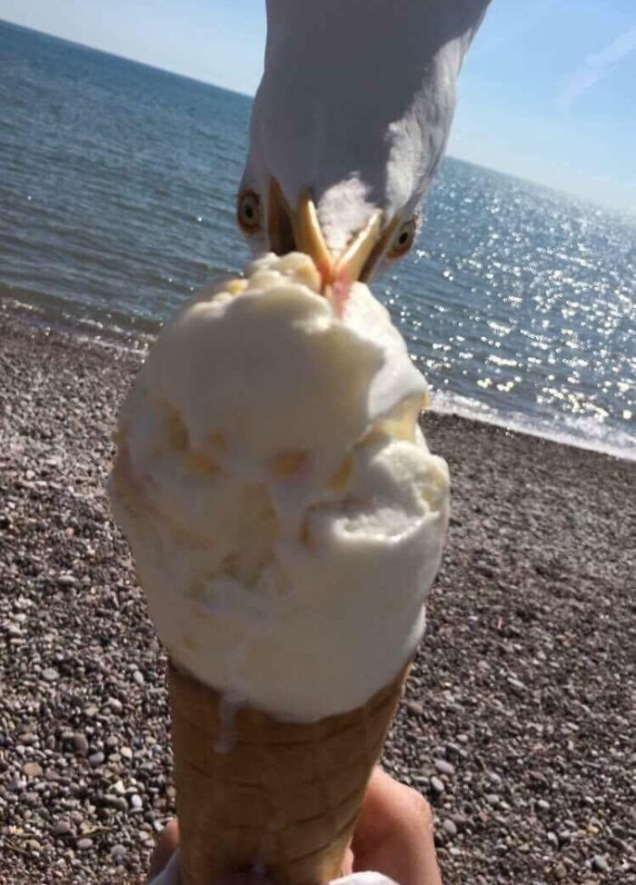 Seagull about to snatch an ice cream cone at the beach in a hilarious split second before disaster photo.