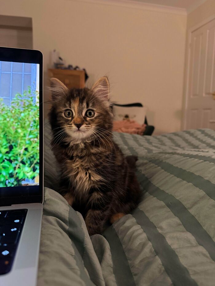Kitten on bed next to laptop, one of the adorable adopted animals bringing joy to their humans this month.