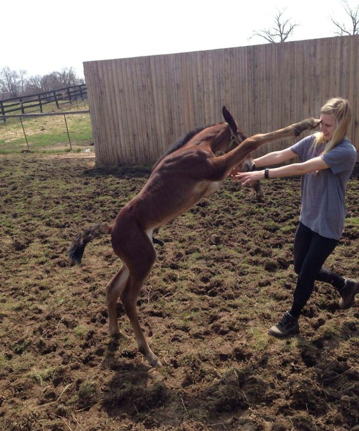 A young horse kicking a woman in a muddy field captured moments before disaster hits, showing a hilarious split second.