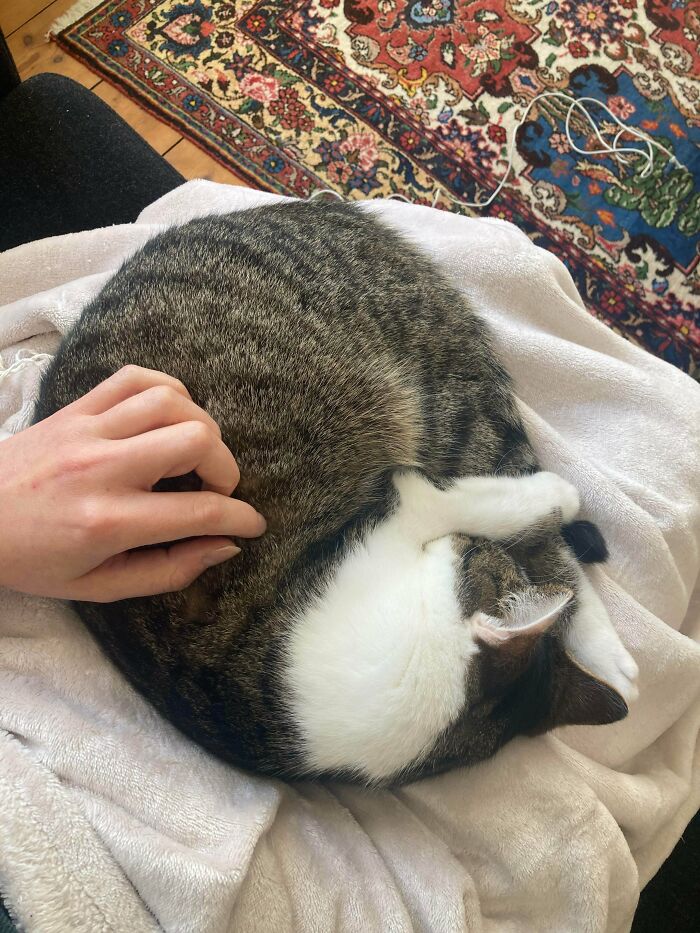 Tabby and white adopted cat curled up on a lap with a hand gently petting it, showing rescue pet affection.