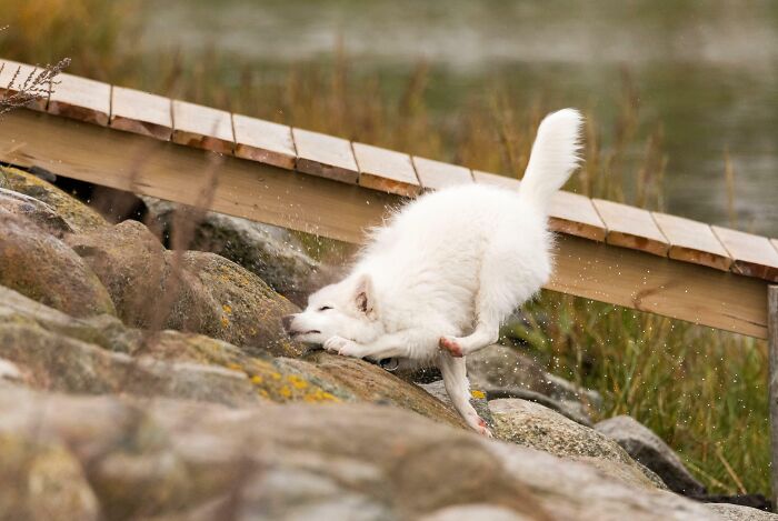 White dog slipping on wet rocks, capturing the split second before disaster in a humorous outdoor moment.