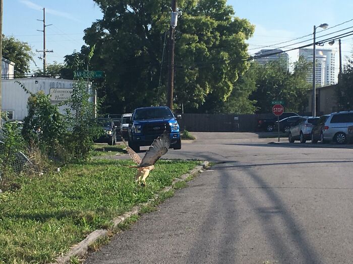 Bird taking off quickly beside a street, capturing the split second before disaster hits in a humorous urban moment.
