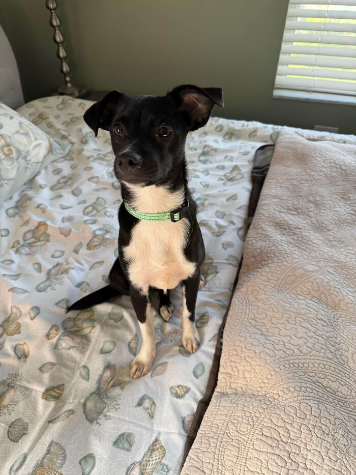 Small black and white adopted dog wearing a green collar sitting on a patterned bed, showcasing adorable rescued animals.