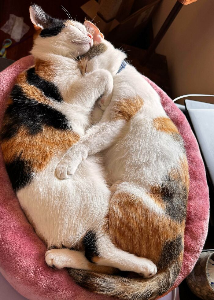 Two adorable adopted cats cuddling closely on a soft pink bed, showcasing the bond of rescued animals.