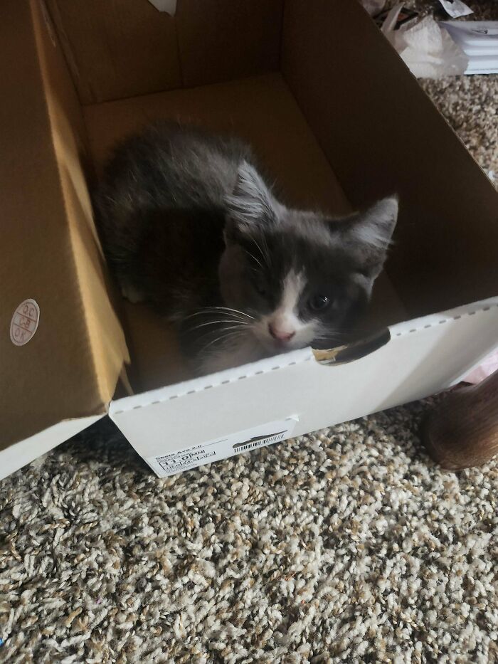 Gray and white adopted kitten resting inside a cardboard box on carpet, showcasing adorable adopted animals.