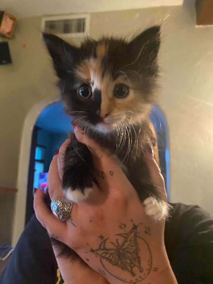 Calico kitten with wide eyes held by a tattooed hand, one of the adorable adopted animals rescuing their humans.
