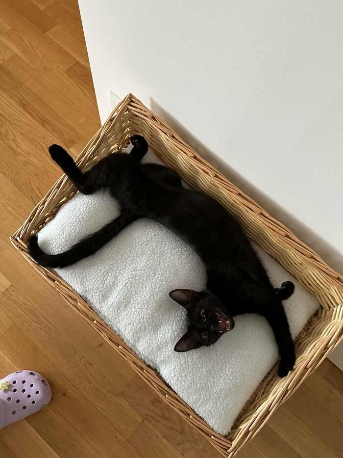 Black cat stretching in a cozy basket bed, one of the adorable adopted animals rescuing their humans this month.