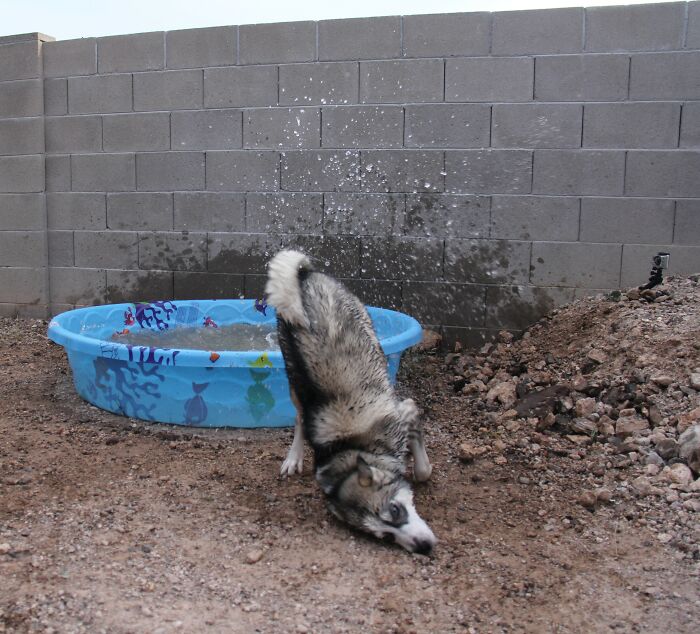 Husky shaking water off in backyard pool, captured in the split second before disaster hits with water splashing everywhere.