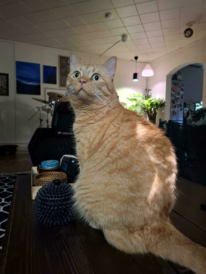 Orange tabby cat sitting on a table in a cozy room, one of the adorable adopted animals who rescued their humans.