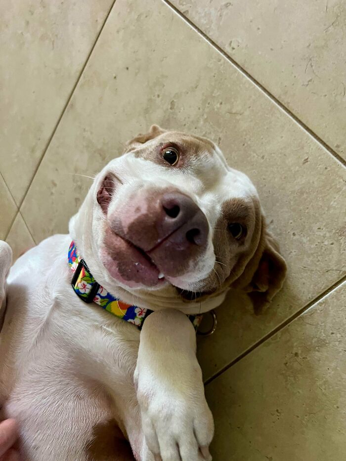 Smiling adopted dog lying on tiled floor wearing a colorful collar, showcasing adorable rescued animals this month.